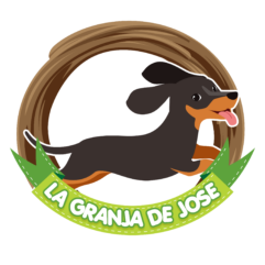 Venta de Perro Salchicha – Teckel – Dachshund • La Granja de Jose